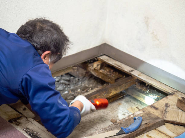 Best Mold Removal Company Near Me  in Bronte, TX