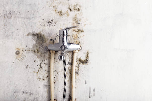 Best Mold Removal Process  in Bronte, TX