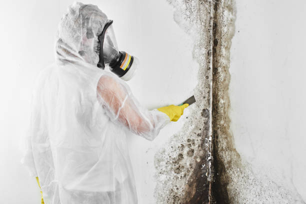 Best Mold Testing  in Bronte, TX
