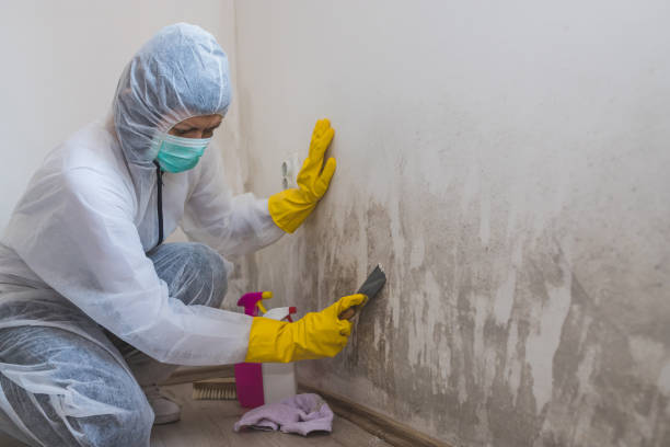 Best Same-Day Mold Removal  in Bronte, TX