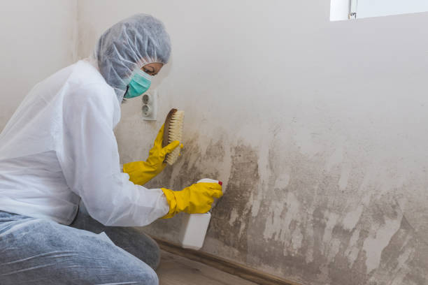 Best Certified Mold Removal  in Bronte, TX