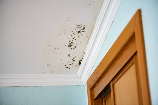 Best Emergency Mold Removal  in Bronte, TX