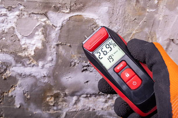 Best Mold Removal Specialists  in Bronte, TX
