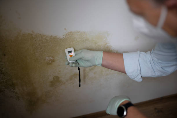 Best Mold Removal and Inspection  in Bronte, TX