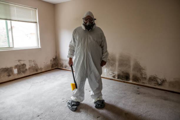 Best Home Mold Removal  in Bronte, TX