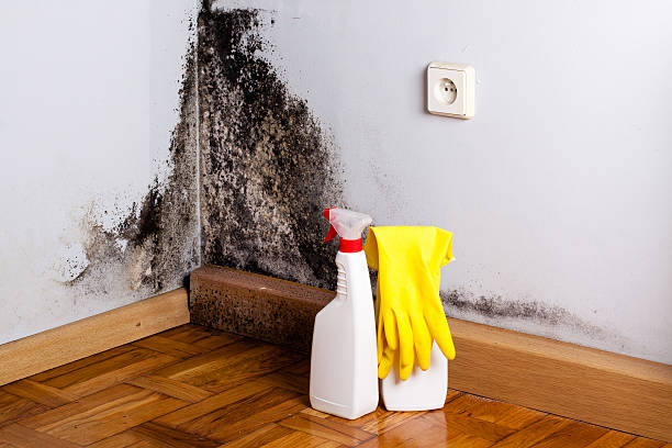 Best Affordable Mold Removal  in Bronte, TX