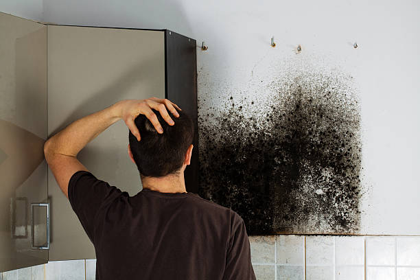 Best Black Mold Removal  in Bronte, TX
