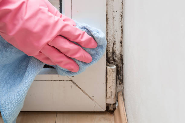 Best Attic Mold Removal  in Bronte, TX
