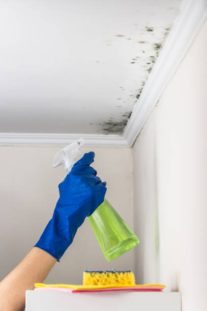 Certified Mold Removal in Bronte, TX